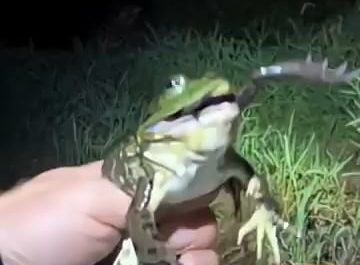A man pulling a living frog out of a bullfrogs mouth, the frog being a member of the Oregon spotted frog species, the most endangered amphibian in the country of Canada