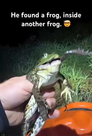 A man pulling a living frog out of a bullfrogs mouth, the frog being a member of the Oregon spotted frog species, the most endangered amphibian in the country of Canada