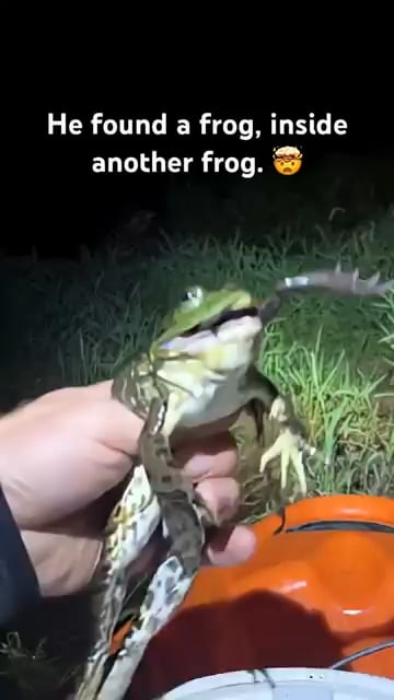 A man pulling a living frog out of a bullfrogs mouth, the frog being a member of the Oregon spotted frog species, the most endangered amphibian in the country of Canada