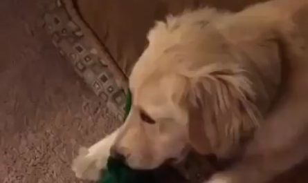 A man surprises dog by dressing up as his favourite toy