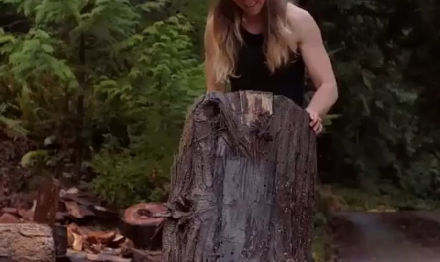A massive log split perfectly
