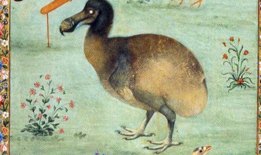 A painting depicting the Dodo from India, 1628–1633. This is only reliable colored imagery made from a living specimen before the bird went extinct due to overhunting on Mauritius island by sailors