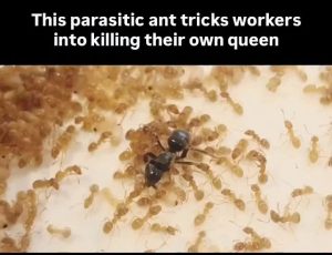 A parasitic queen ant tricks the workers of a colony to kill their own queen