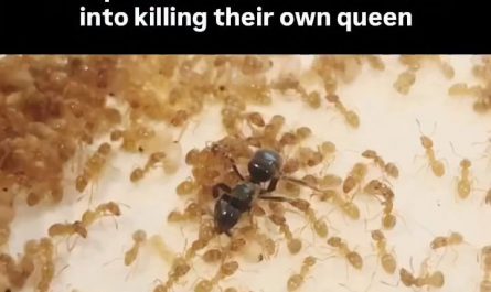 A parasitic queen ant tricks the workers of a colony to kill their own queen