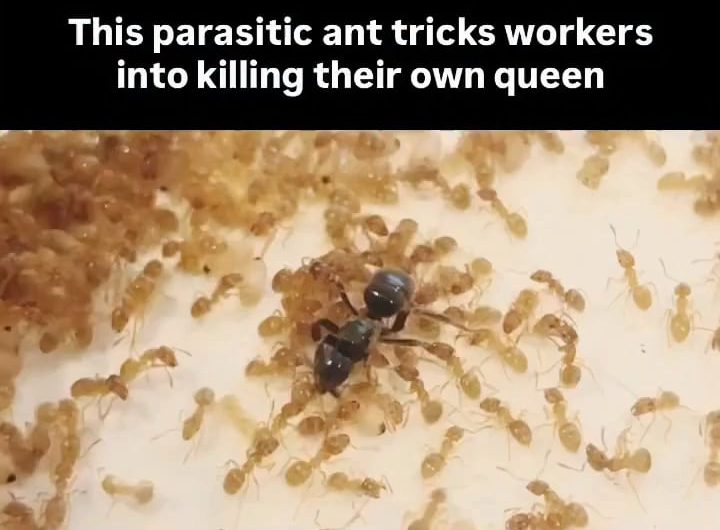 A parasitic queen ant tricks the workers of a colony to kill their own queen