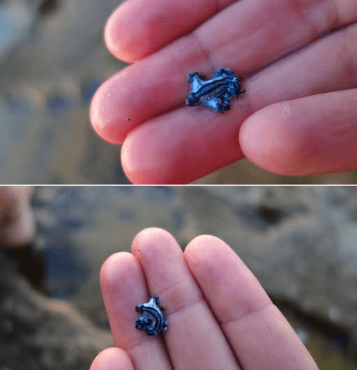 A photo of the tiny Blue Dragon Sea Slug which feeds on the  Portuguese Man o’ War and collecting its venom in order to make itself extremely venomous. Source for the information located in the comment section.