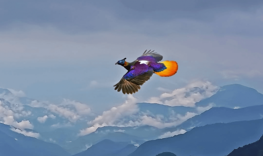 A photographer captured this Himalayan monal mid-flight over the mountains of Bhutan.