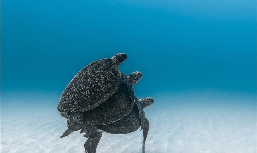 A photographer captured this incredible shot of three sea turtles stacked on top of each other at Ningaloo Reef in Australia.