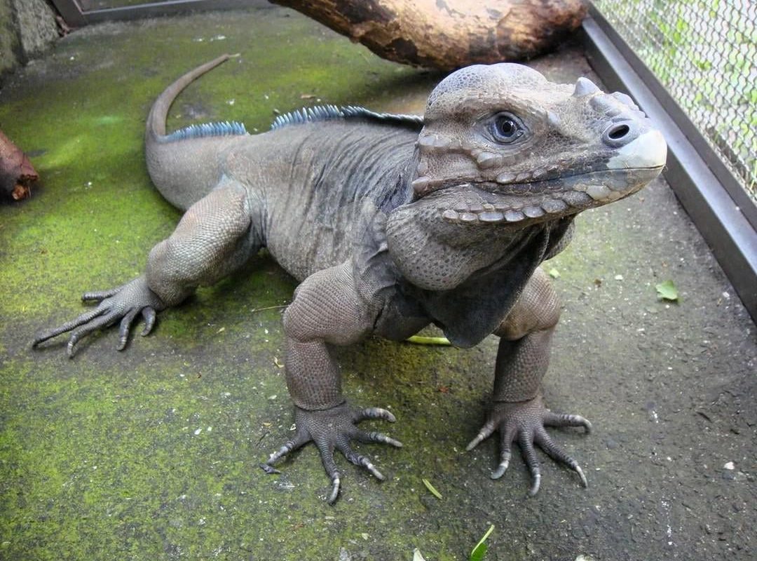 A rare Rhinoceros Iguana
