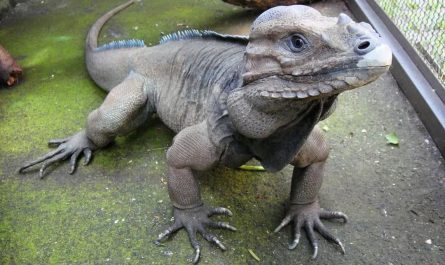 A rare Rhinoceros Iguana