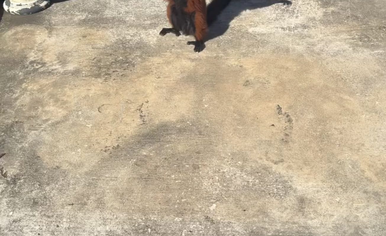 A red ruffed lemur sunbathing