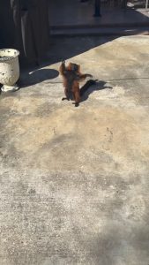 A red ruffed lemur sunbathing