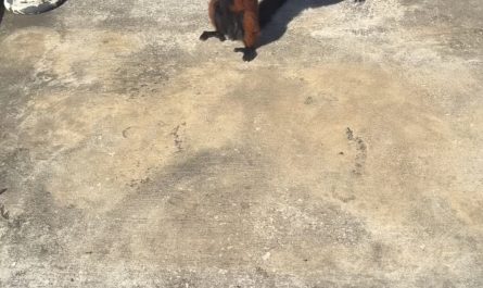 A red ruffed lemur sunbathing