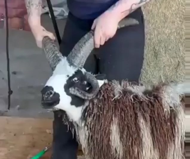 A resilient Hebridean sheep remains calm during horn trimming and shearing