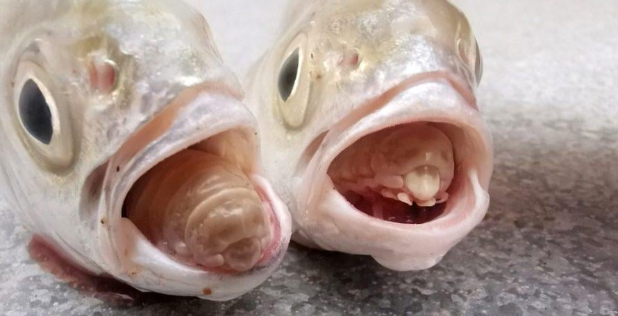 A small parasite swims into a fish, destroys its tongue, then attaches itself and lives as the new tongue while the fish keeps eating like nothing happened.