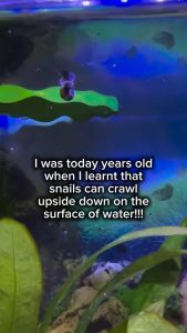 A snail uses water tension to crawl upside down on the surface of water