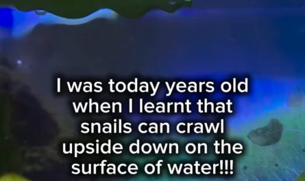 A snail uses water tension to crawl upside down on the surface of water