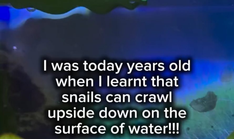 A snail uses water tension to crawl upside down on the surface of water