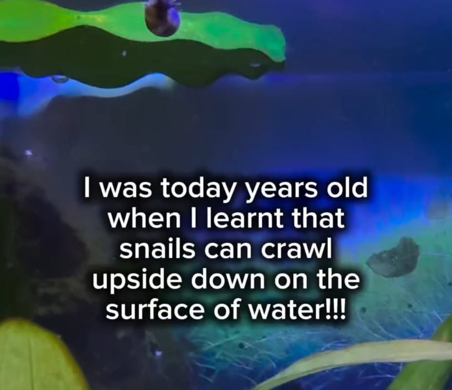 A snail uses water tension to crawl upside down on the surface of water