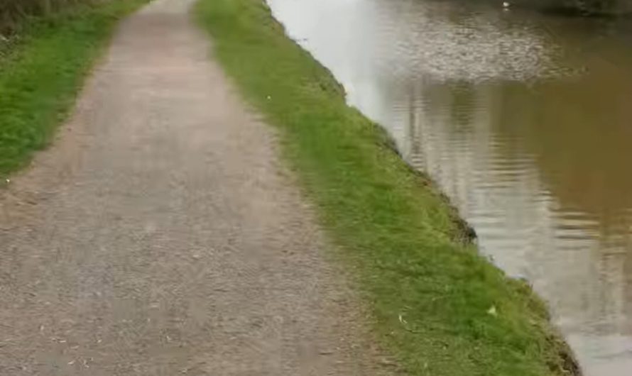 A swan’s smooth landing