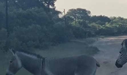 A zedonk spotted in Plumtree, Zimbabwe today.