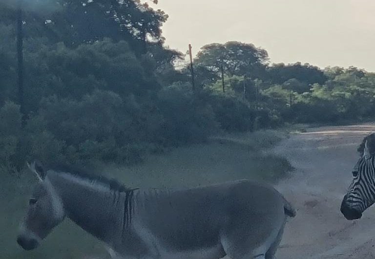 A zedonk spotted in Plumtree, Zimbabwe today.
