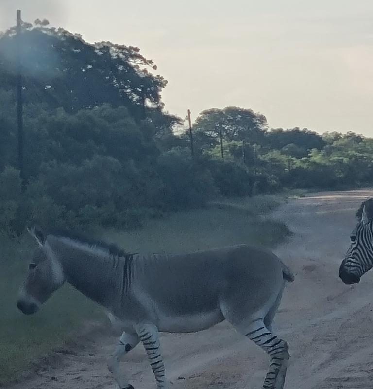 A zedonk spotted in Plumtree, Zimbabwe today.