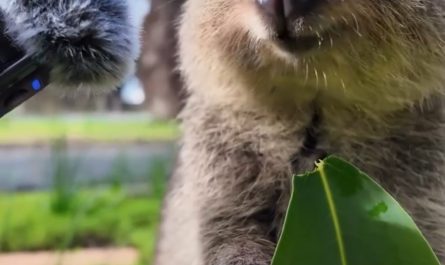 ASMR of quokka eating leaf