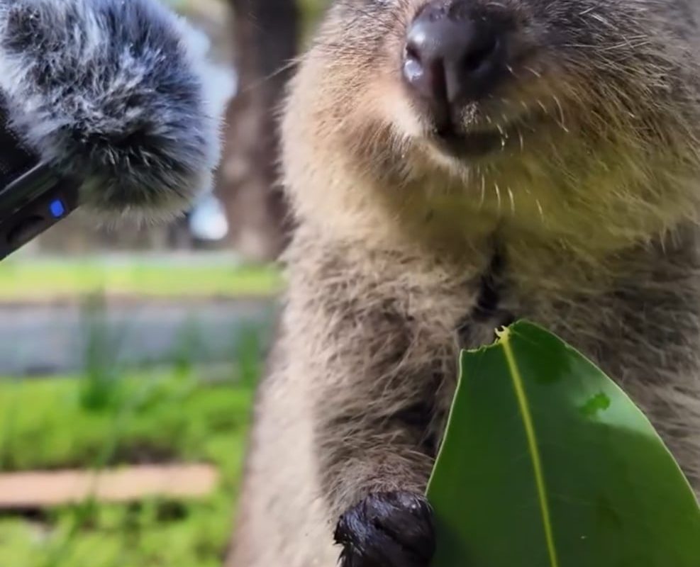 ASMR of quokka eating leaf