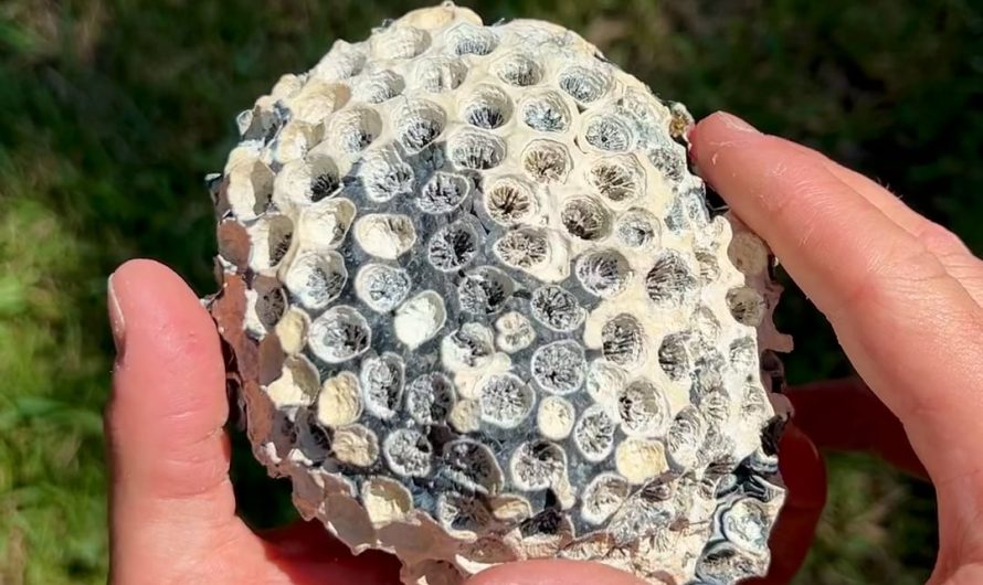 Agatized Brain Coral I found in Florida