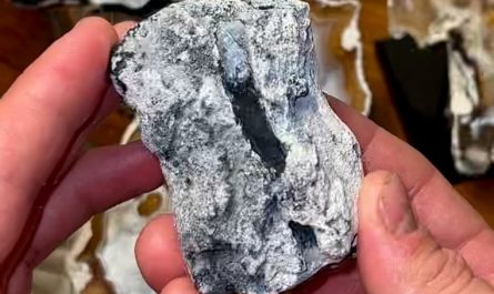 Agatized Coral with Rare Black Crystals Inside