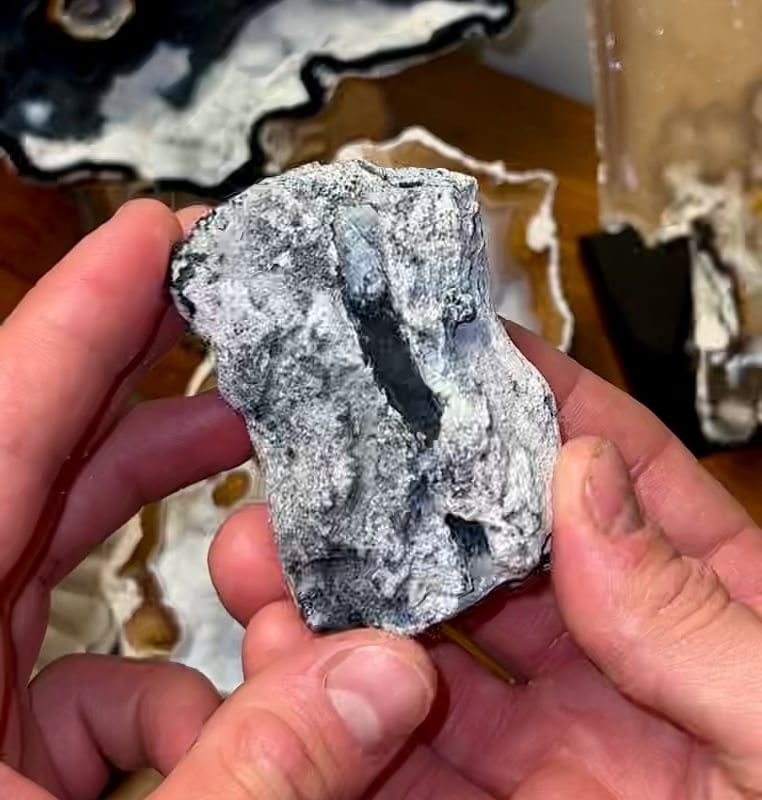 Agatized Coral with Rare Black Crystals Inside