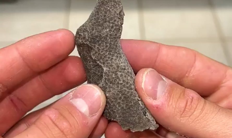 Agatized ancient coral, transformed into colorful quartz over millions of years