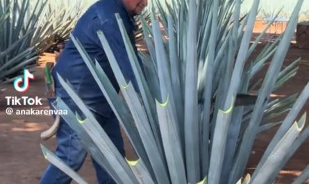 Agave harvesting