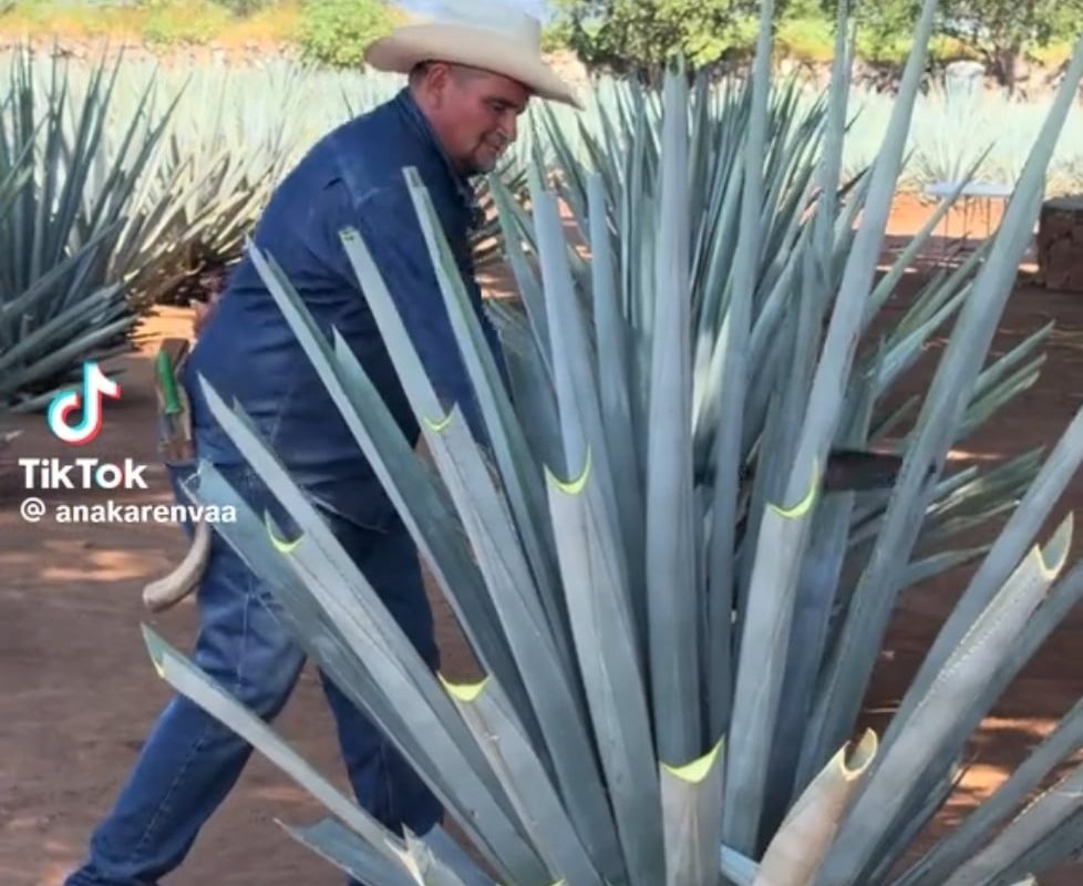 Agave harvesting