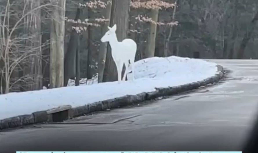 Albino deer are extremely rare in the wild due to a genetic mutation that gives them pure white fur and pink eyes.