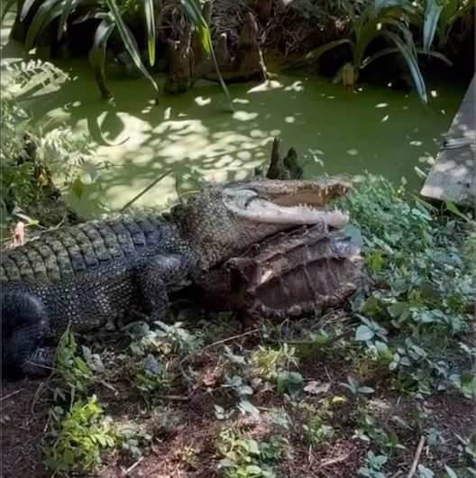 Alligator and alligator snapping turtle get into a small tussle