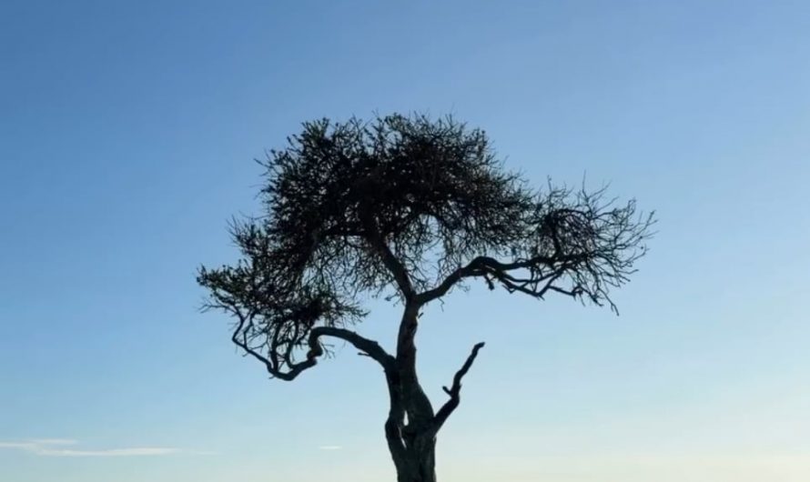 Always check the trees