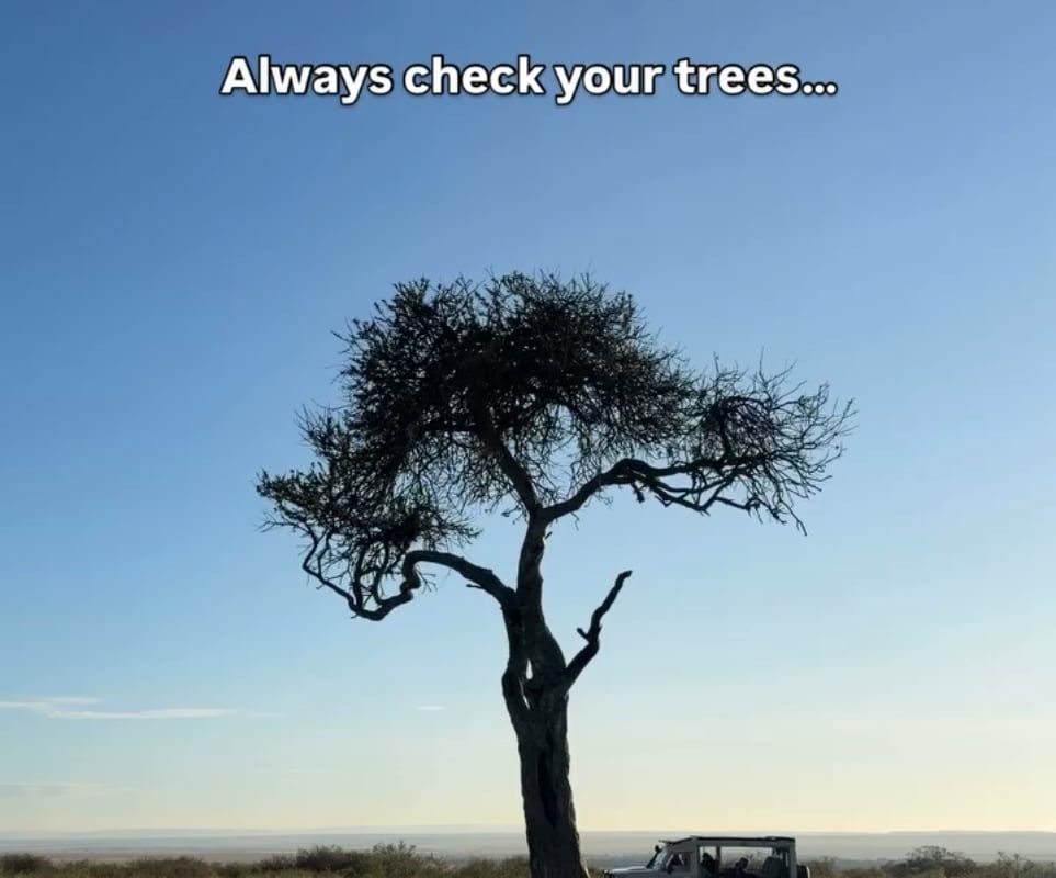 Always check the trees
