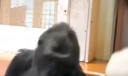 An affectionate gorilla mother showing love towards a baby