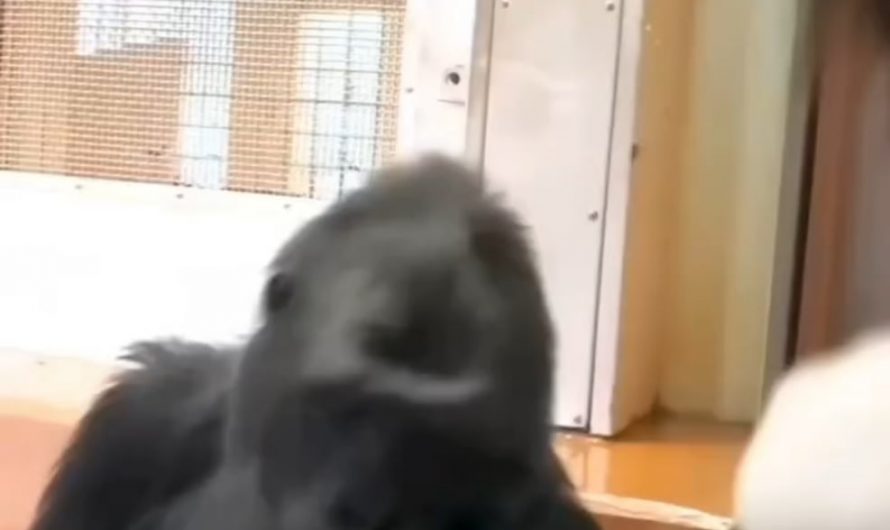 An affectionate gorilla mother showing love towards a baby