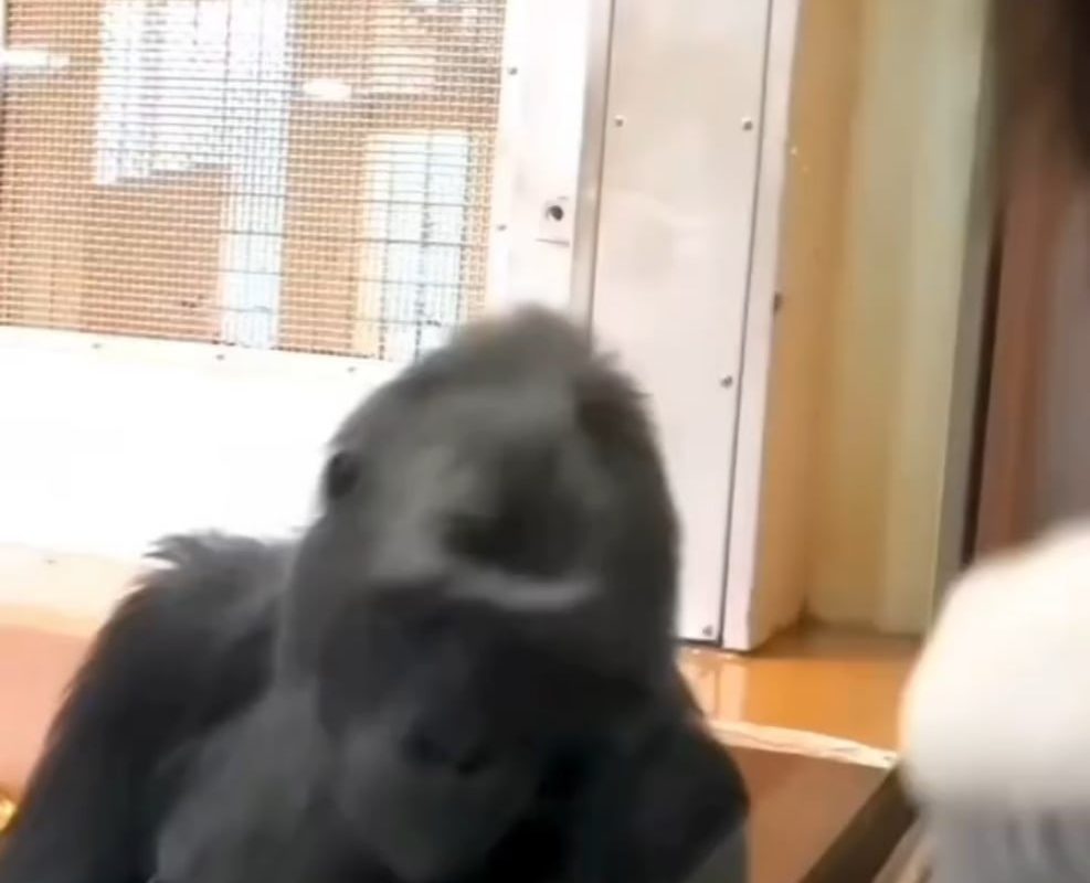 An affectionate gorilla mother showing love towards a baby