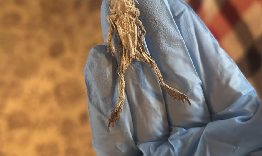 An aged frog I found underneath a wooden stump in my house