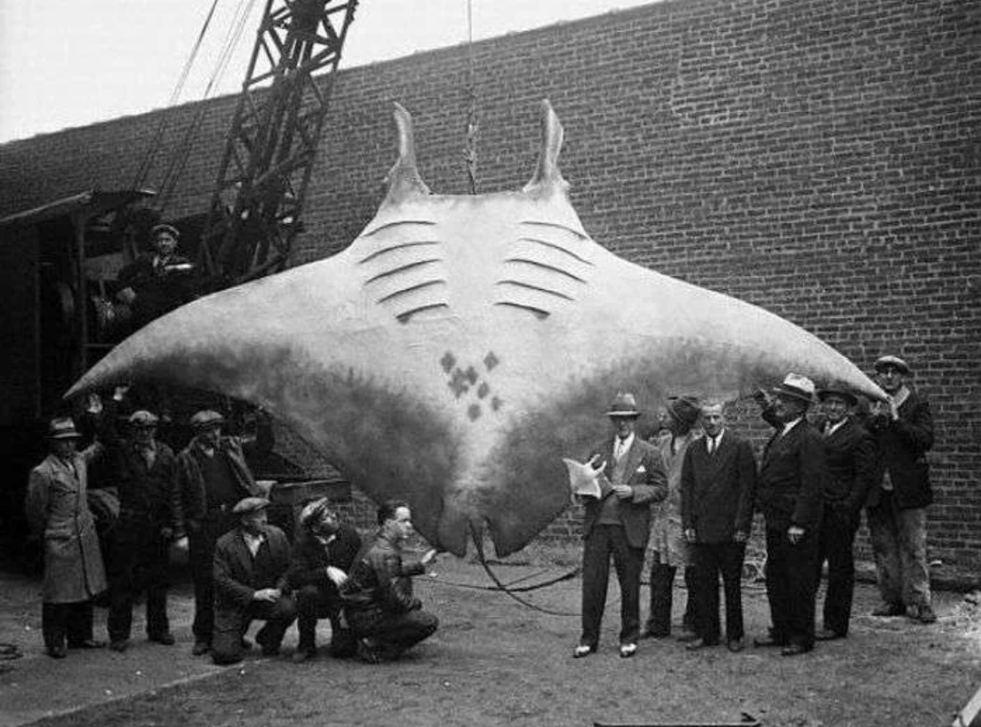 An old picture of a Giant Oceanic Manta Ray, with wingspans reaching almost 30 feet. Humans for scale