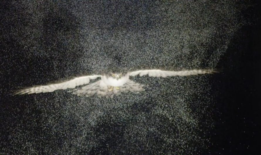 An owl gliding through a cloud of helium-filled soap bubbles reveals wingtip and tail vortices.(Credit: Usherwood et al.)