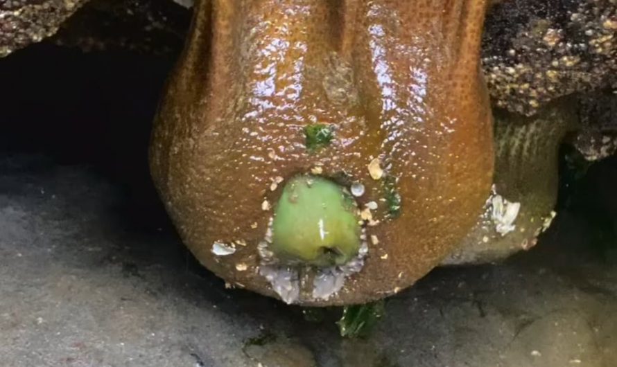 Anemone jiggle physics