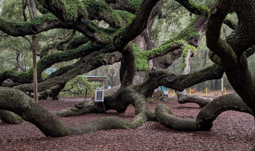 Angel Oak SC