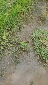 Ants forming a bridge during a flood