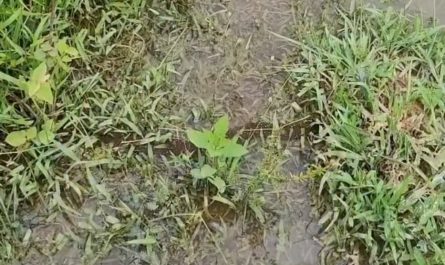 Ants forming a bridge during a flood