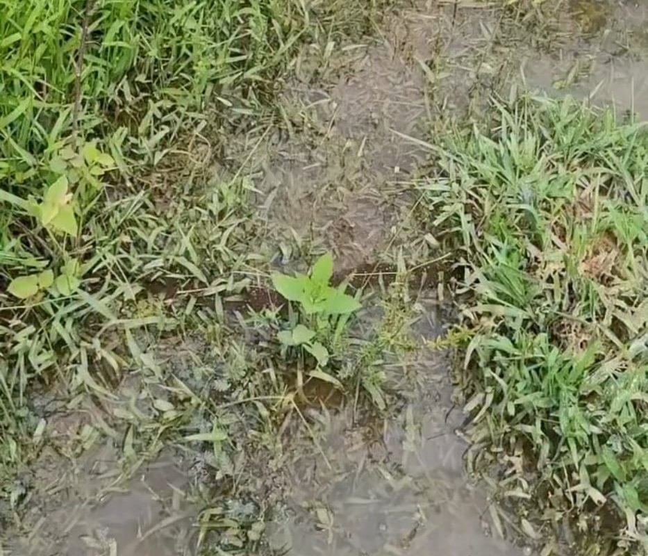 Ants forming a bridge during a flood